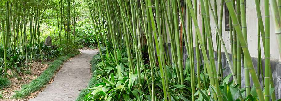 Bamboo