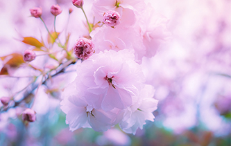Cherry blossoms
