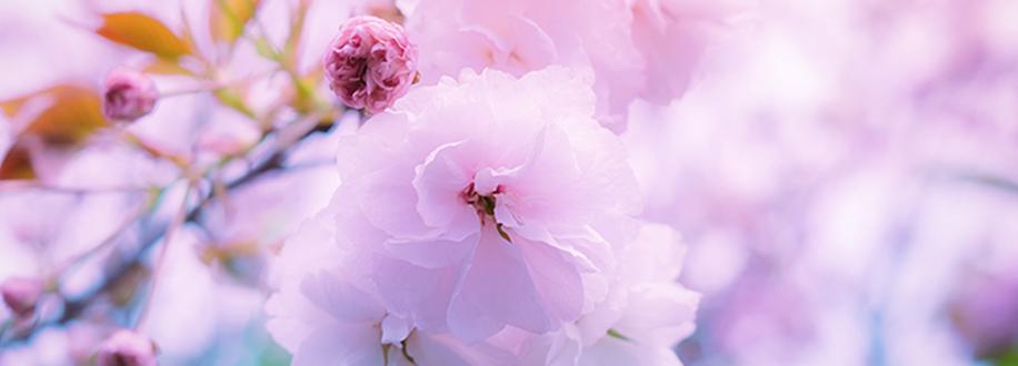 Cherry blossoms