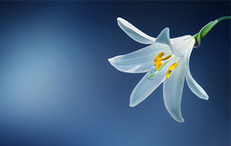 Lily